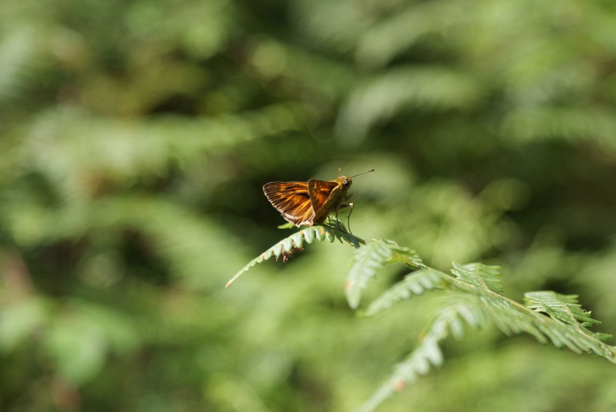 Webinar Natura 2000 dag