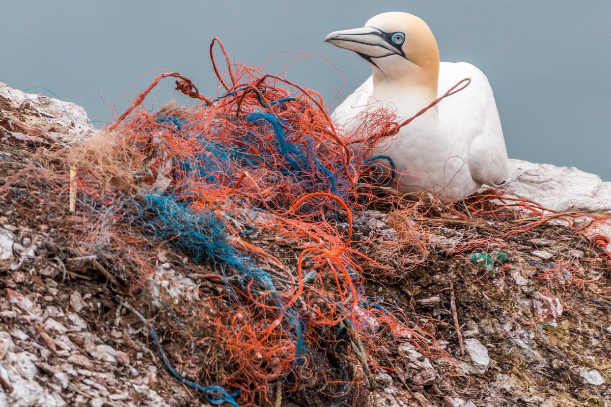Webinar over aanpak plasticvervuiling en zwerfafval in zee